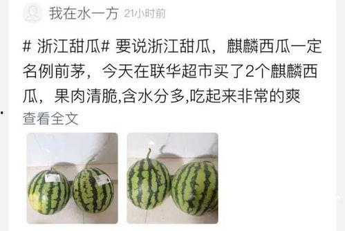 今日小瓜多少钱一斤价格,探秘市场行情，一斤多少钱？