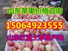 山东蜜瓜水果批发价格今日,品质佳受市场热捧