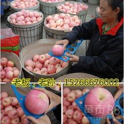 山东蜜瓜水果批发价格今日,品质佳受市场热捧
