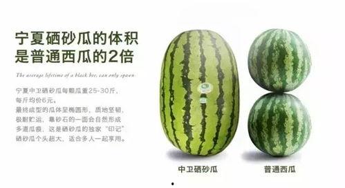 宁夏硒砂瓜8月12号今日行情,行情稳健，品质卓越，瓜香四溢！”