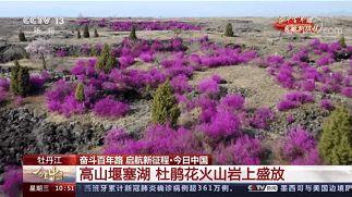 今日黑龙江瓜叶菊价格表,市场行情一览