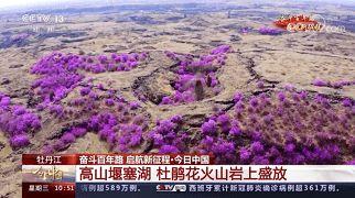 今日黑龙江瓜叶菊价格表,市场行情一览