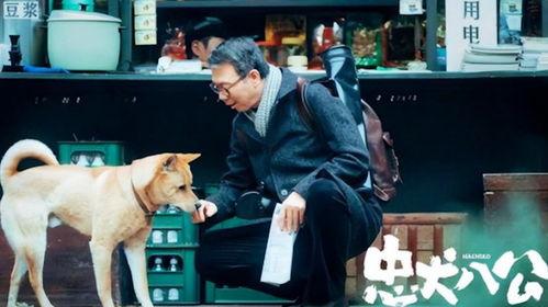 忠犬八公电影,永恒的守护与等待