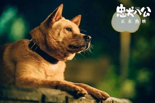 忠犬八公电影,永恒的守护与等待