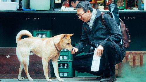 忠犬八公电影,永恒的守护与等待
