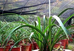 吃瓜娱乐圈小兰花,娱乐圈的甜蜜瓜果，揭秘明星背后的故事